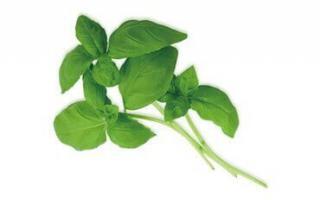 Category03 leaf plant